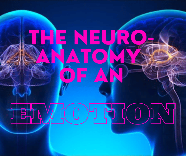 The Neuro-Anatomy of an Emotion Thumbnail